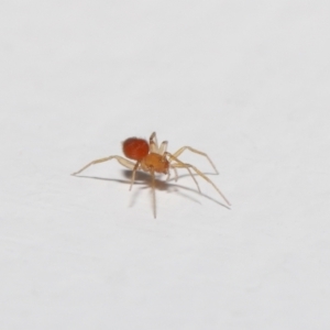 Linyphiidae (family) at Evatt, ACT - 20 Sep 2021 11:30 AM