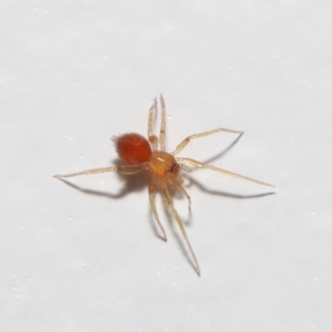 Linyphiidae (family) at Evatt, ACT - 20 Sep 2021