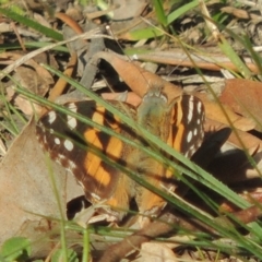 Vanessa kershawi (Australian Painted Lady) at Conder, ACT - 17 Sep 2021 by michaelb