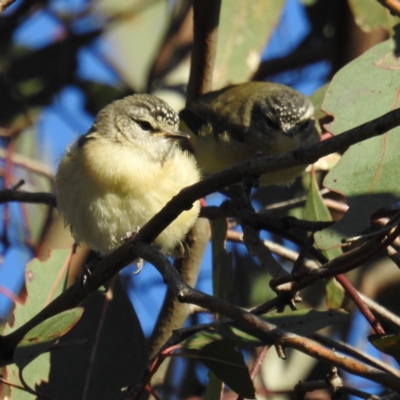 Acanthiza chrysorrhoa (Yellow-rumped Thornbill) at Stromlo, ACT - 23 Sep 2021 by HelenCross