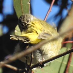 Acanthiza chrysorrhoa at Stromlo, ACT - suppressed