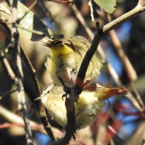 Acanthiza chrysorrhoa at Stromlo, ACT - 24 Sep 2021