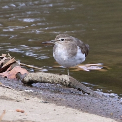 Actitis hypoleucos (Common Sandpiper) at Isabella Pond - 19 Sep 2021 by RodDeb