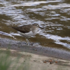 Actitis hypoleucos at Monash, ACT - 19 Sep 2021 01:22 PM
