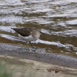 Actitis hypoleucos at Monash, ACT - 19 Sep 2021