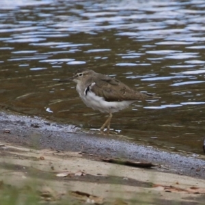 Actitis hypoleucos at Monash, ACT - 19 Sep 2021