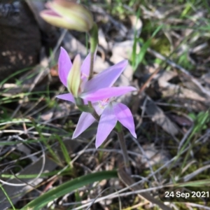 Caladenia carnea at Hall, ACT - suppressed