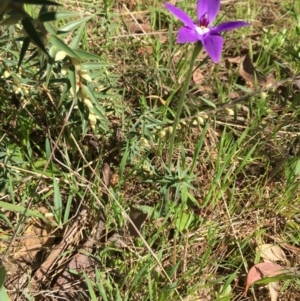 Glossodia major at Hall, ACT - 24 Sep 2021