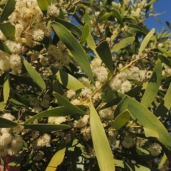 Acacia melanoxylon (Blackwood) at Conder Ponds & stormwater drain - 17 Sep 2021 by michaelb