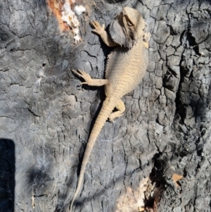 Pogona barbata at O'Connor, ACT - suppressed