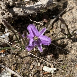 Thysanotus patersonii at Kambah, ACT - 24 Sep 2021