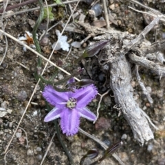 Thysanotus patersonii at Kambah, ACT - 24 Sep 2021