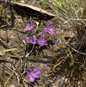 Thysanotus patersonii at Kambah, ACT - 24 Sep 2021