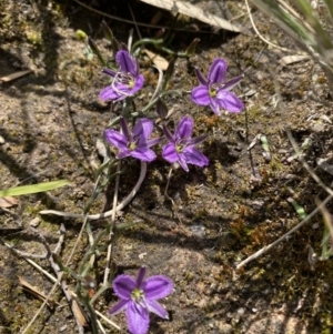 Thysanotus patersonii at Kambah, ACT - 24 Sep 2021