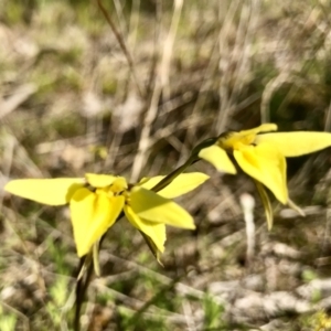 Diuris chryseopsis at Kambah, ACT - 23 Sep 2021