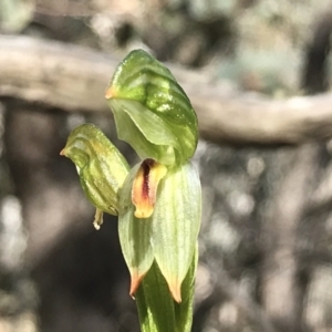 Bunochilus umbrinus (ACT) = Pterostylis umbrina (NSW) at suppressed - 21 Sep 2021