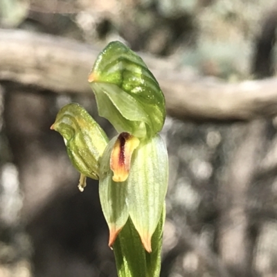 Bunochilus umbrinus (Broad-sepaled Leafy Greenhood) at Tuggeranong DC, ACT - 21 Sep 2021 by PeterR