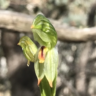 Bunochilus umbrinus (Broad-sepaled Leafy Greenhood) at Rob Roy Range - 21 Sep 2021 by PeterR
