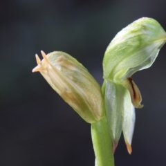 Bunochilus umbrinus (ACT) = Pterostylis umbrina (NSW) at suppressed - 21 Sep 2021