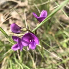 Swainsona behriana (Behr's Swainson-Pea) at Gordon, ACT - 21 Sep 2021 by PeterR