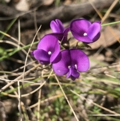 Swainsona behriana at Gordon, ACT - 21 Sep 2021 12:53 PM