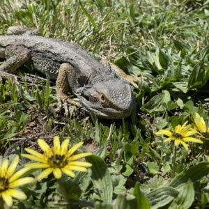 Pogona barbata at Lyons, ACT - 24 Sep 2021