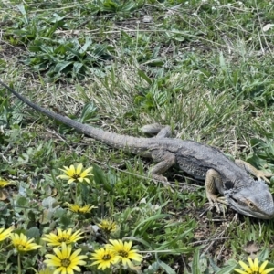 Pogona barbata at Lyons, ACT - 24 Sep 2021