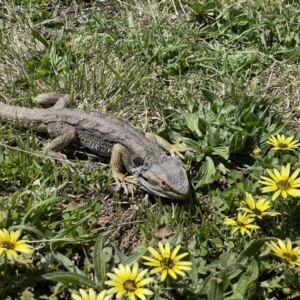 Pogona barbata at Lyons, ACT - suppressed