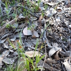 Luzula meridionalis at Holt, ACT - 22 Sep 2021 09:04 AM