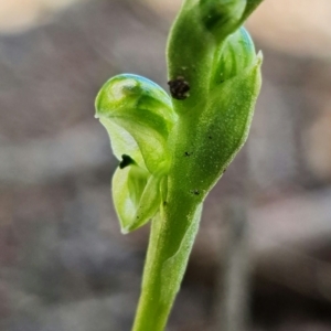 Hymenochilus cycnocephalus at Stromlo, ACT - 24 Sep 2021