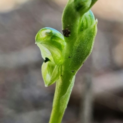 Hymenochilus cycnocephalus (Swan greenhood) at Stromlo, ACT - 24 Sep 2021 by RobG1