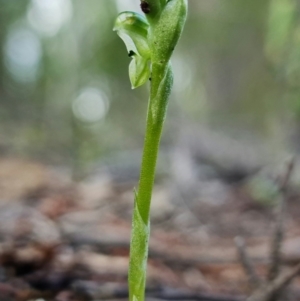 Hymenochilus cycnocephalus at Stromlo, ACT - 24 Sep 2021