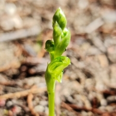 Hymenochilus cycnocephalus at Stromlo, ACT - 24 Sep 2021