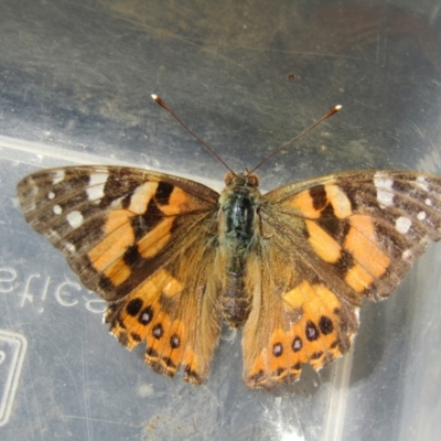 Vanessa kershawi (Australian Painted Lady) at McKellar, ACT - 24 Sep 2021 by Birdy