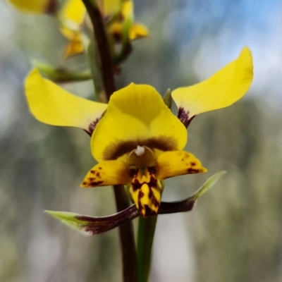 Diuris pardina (Leopard Doubletail) at Denman Prospect, ACT - 24 Sep 2021 by RobG1