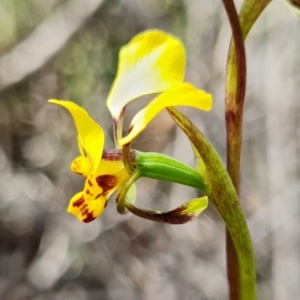 Diuris pardina at Denman Prospect, ACT - suppressed