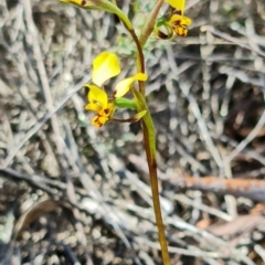 Diuris pardina at Denman Prospect, ACT - suppressed