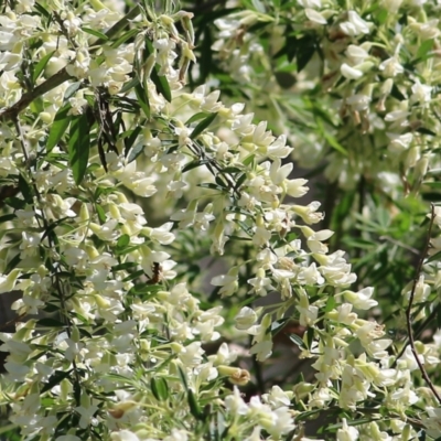 Chamaecytisus palmensis (Tagasaste, Tree Lucerne) at Tallangatta, VIC - 24 Sep 2021 by KylieWaldon