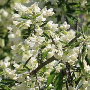 Chamaecytisus palmensis at Tallangatta, VIC - 24 Sep 2021 10:17 AM