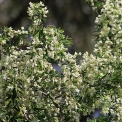 Chamaecytisus palmensis at Tallangatta, VIC - 24 Sep 2021