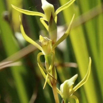 Lyperanthus suaveolens (Brown Beaks) at Berrima - 24 Sep 2021 by Snowflake