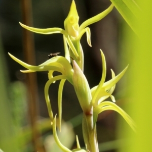 Lyperanthus suaveolens at Berrima, NSW - suppressed