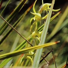 Lyperanthus suaveolens at Berrima, NSW - suppressed