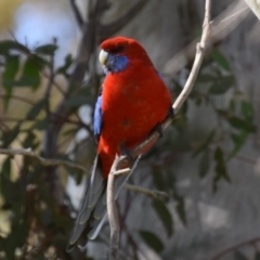 Platycercus elegans (Crimson Rosella) at Holt, ACT - 24 Sep 2021 by Sammyj87