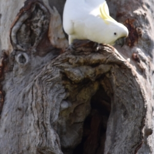 Cacatua galerita at Holt, ACT - 24 Sep 2021