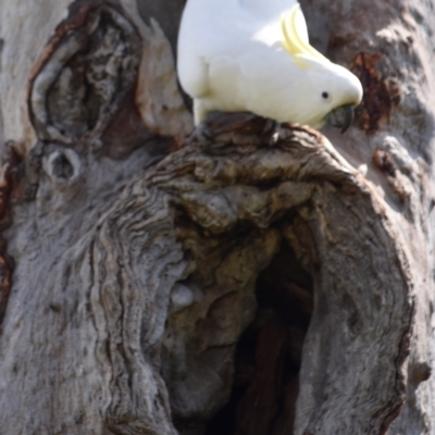 Cacatua galerita (Sulphur-crested Cockatoo) at Kama - 24 Sep 2021 by Sammyj87