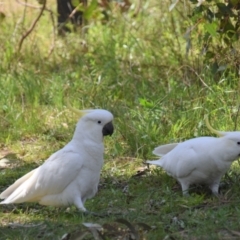 Cacatua galerita at Holt, ACT - 24 Sep 2021