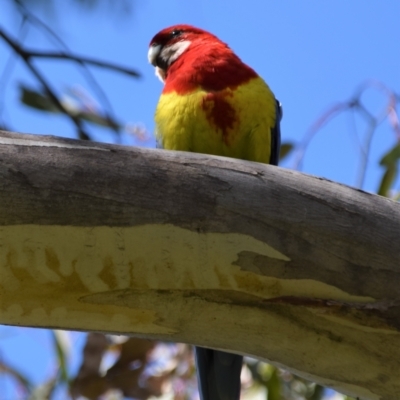 Platycercus eximius (Eastern Rosella) at Molonglo River Reserve - 24 Sep 2021 by Sammyj87
