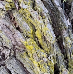 Chrysothrix xanthina (A lichen) at Umbagong District Park - 24 Sep 2021 by tpreston