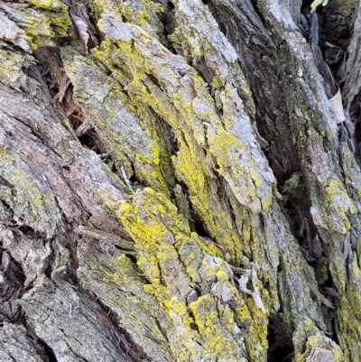 Chrysothrix xanthina (A lichen) at Latham, ACT - 24 Sep 2021 by trevorpreston